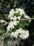 Crataegus turkestanica. Часть ветви с соцветиями. Казахстан, Туркестанская обл., Сырдарья-Туркестанский государственный региональный природный парк, Боралдайский филиал, ≈ 1150 м н.у.м., боярышниковое редколесье. 14.05.2024.