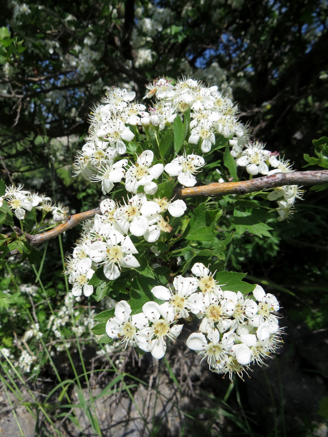 Изображение особи Crataegus turkestanica.