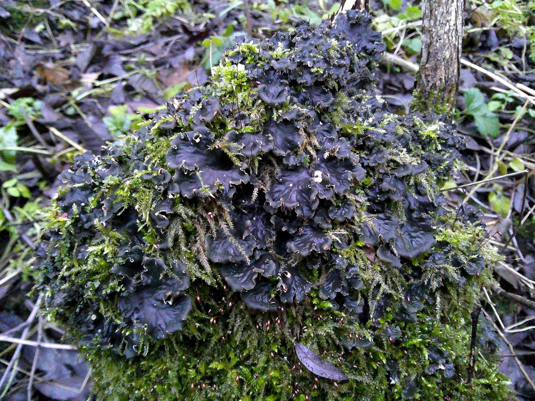 Image of Peltigera praetextata specimen.