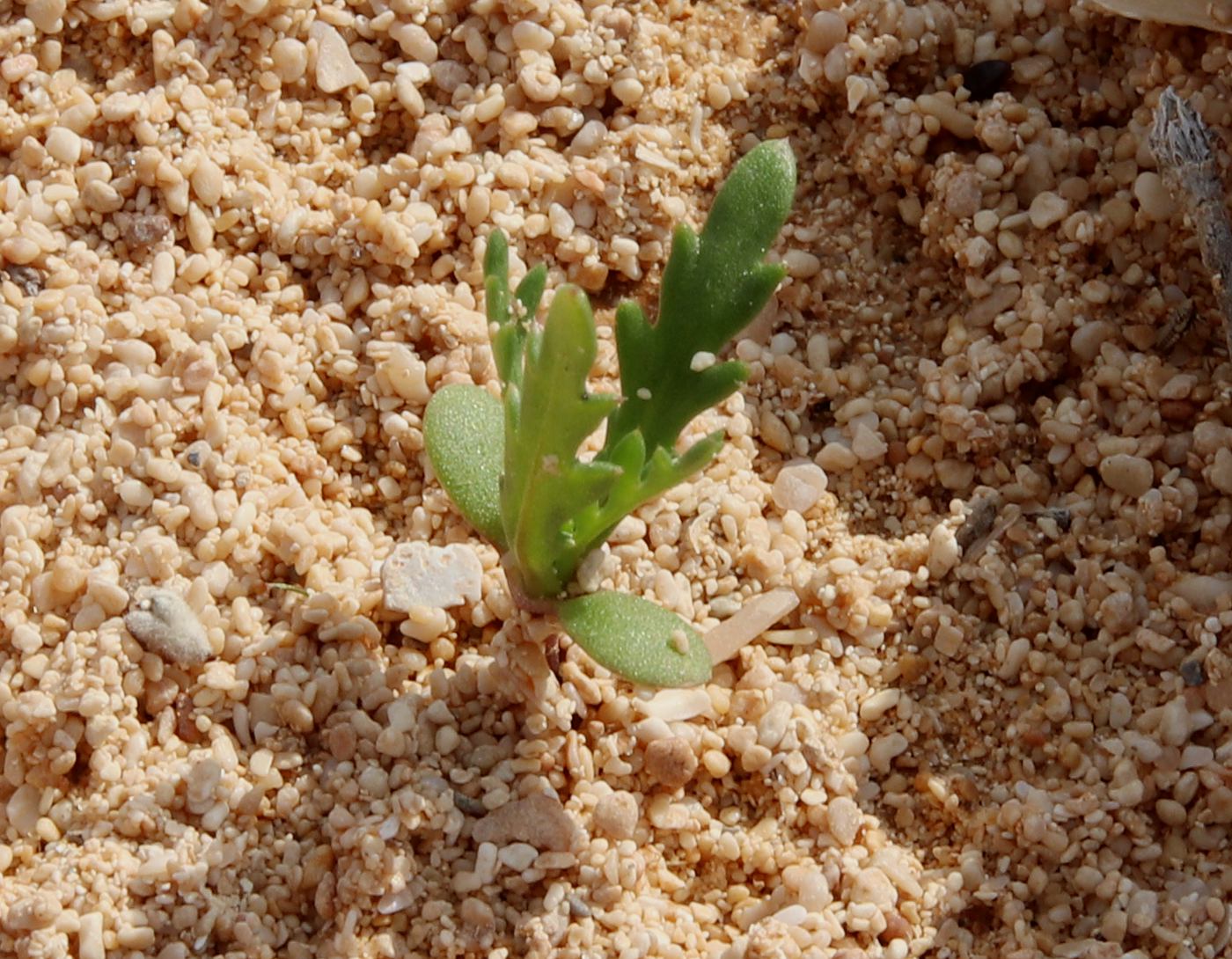 Image of Glebionis coronaria specimen.