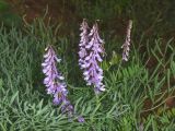 Vicia tenuifolia