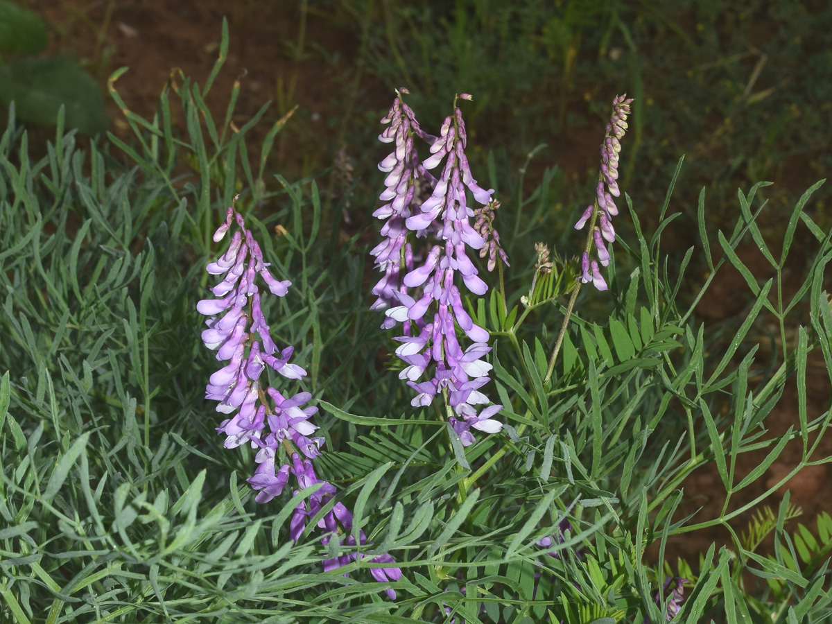 Image of Vicia tenuifolia specimen.