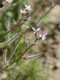 Strigosella trichocarpa. Верхушки побегов с цветками и завязавшимися плодами. Узбекистан, Джизакская обл., хр. Нуратау, Нуратинский запов., низовье ур. Маджерумсай, ок. 800 м н.у.м., подножие каменистого склона. 13.04.2016.