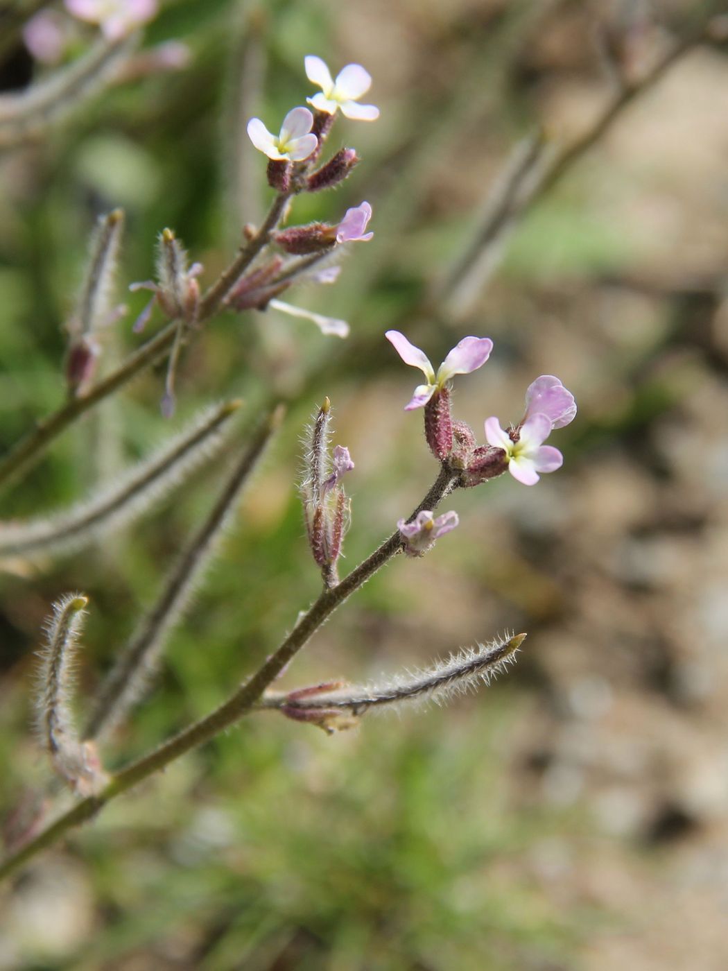 Изображение особи Strigosella trichocarpa.