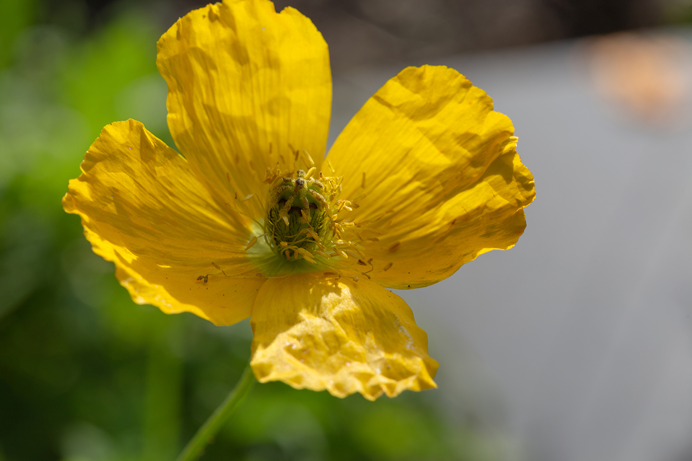 Изображение особи род Papaver.