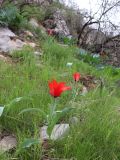 Tulipa affinis