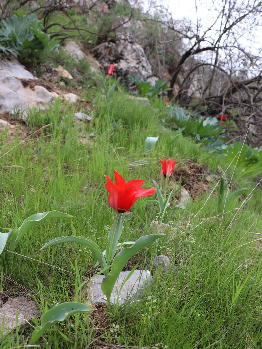 Image of Tulipa affinis specimen.