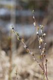 Смотреть изображение Salix rosmarinifolia