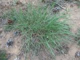 Смотреть изображение Koeleria grandis