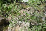 View full-size image genus Cotoneaster