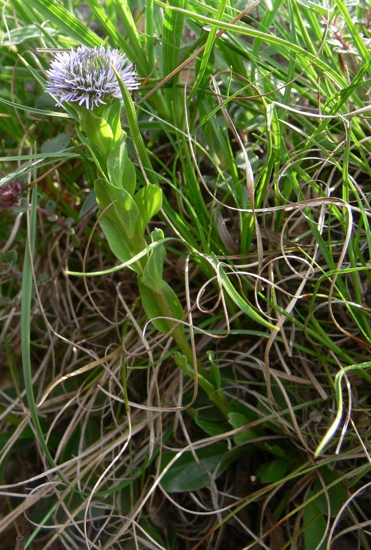 Image of Globularia bisnagarica specimen.