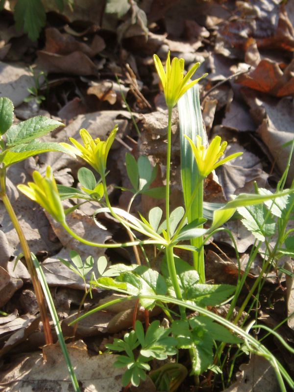 Image of Gagea lutea specimen.