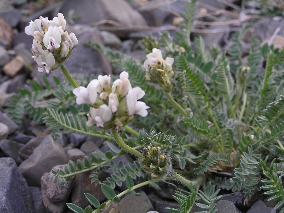 Image of Oxytropis sajanensis specimen.