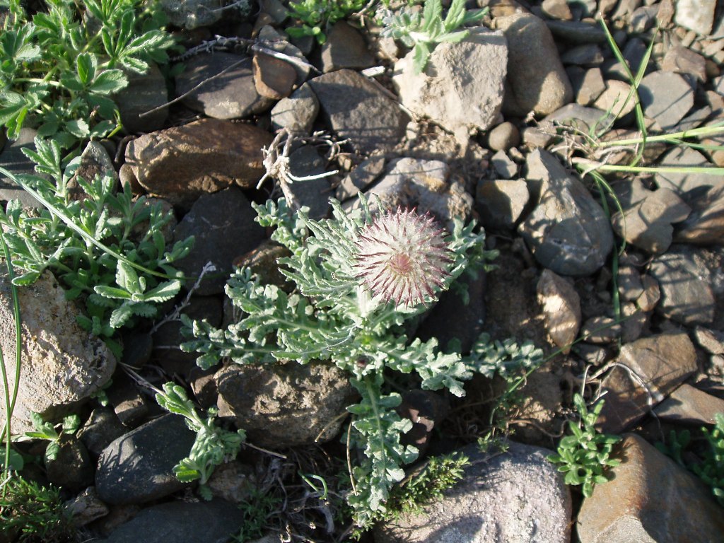 Image of Jurinea roegneri specimen.