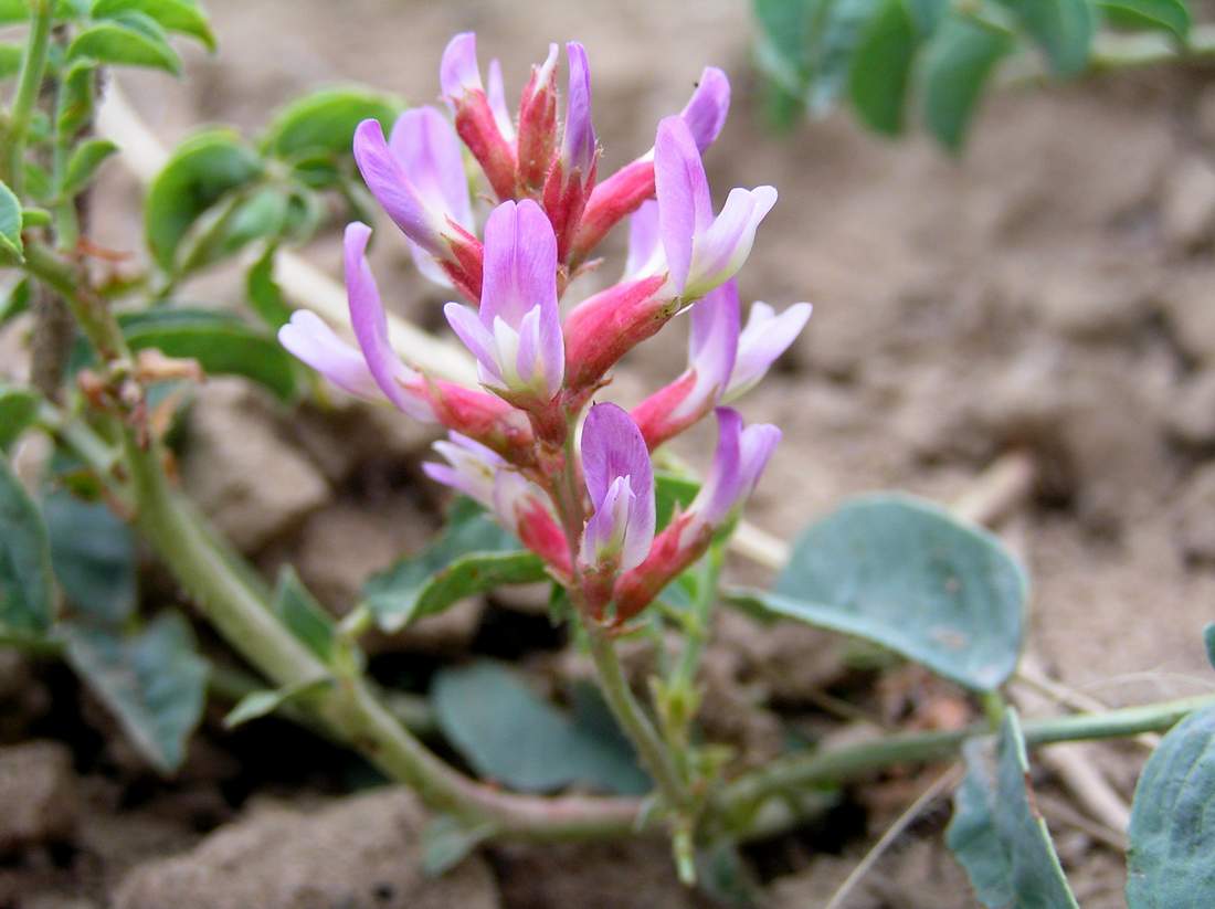 Солодка. Солодка Коржинского - Glycyrrhiza korshinskyi. Солодка Уральская. Солодка Горная. Солодка шиповатая.