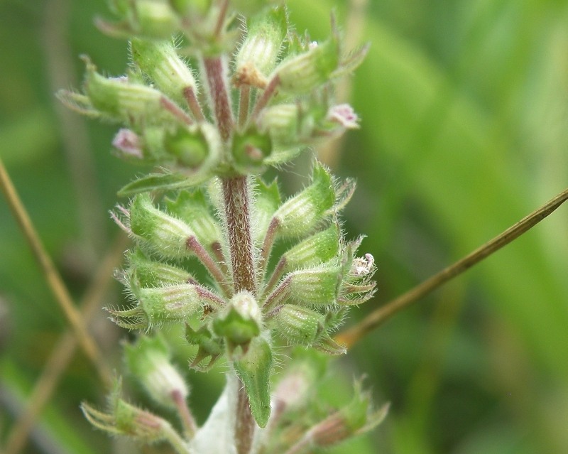 Изображение особи Thymus marschallianus.