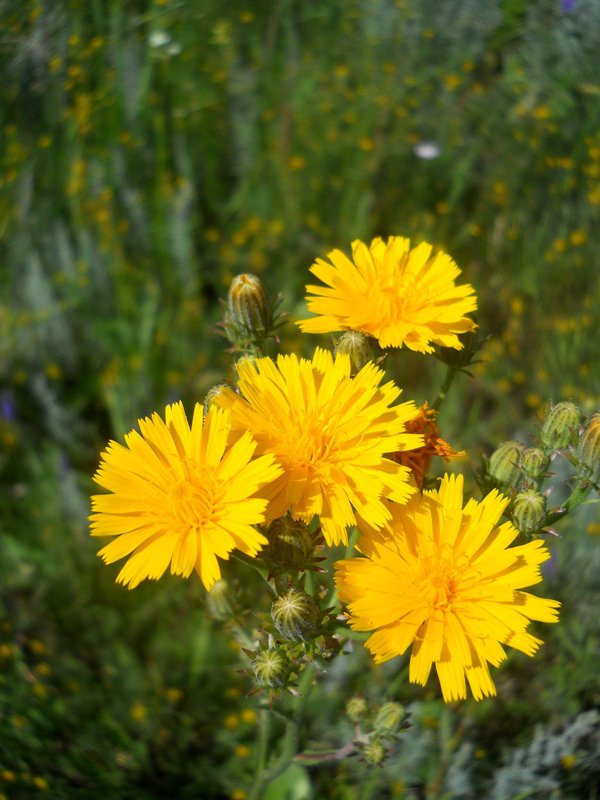 Image of Picris hieracioides specimen.