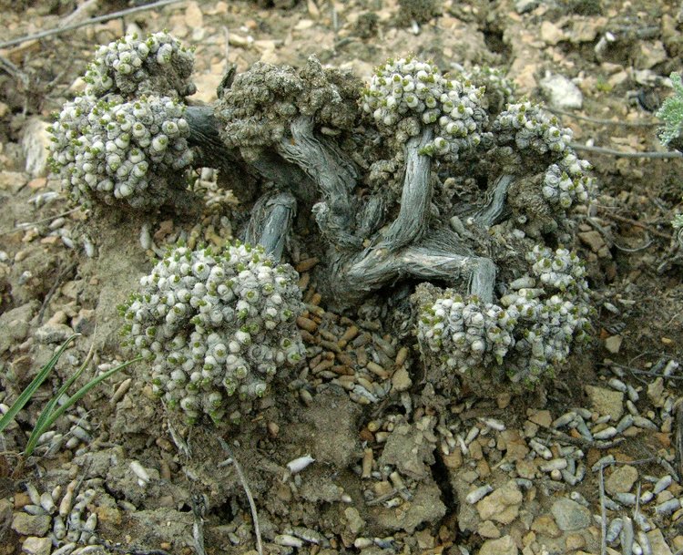 Image of genus Anabasis specimen.