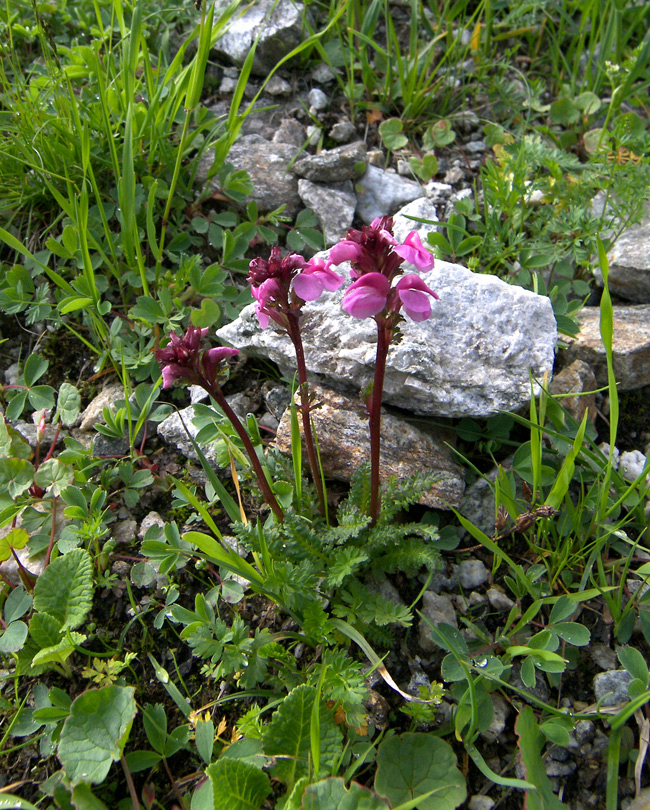 Изображение особи Pedicularis nordmanniana.