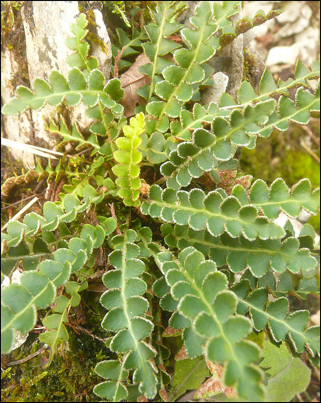 Image of Ceterach officinarum specimen.