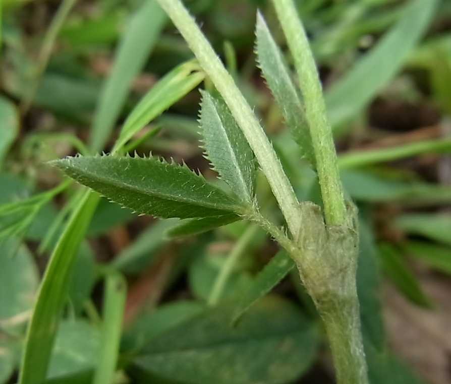 Image of Trifolium montanum specimen.