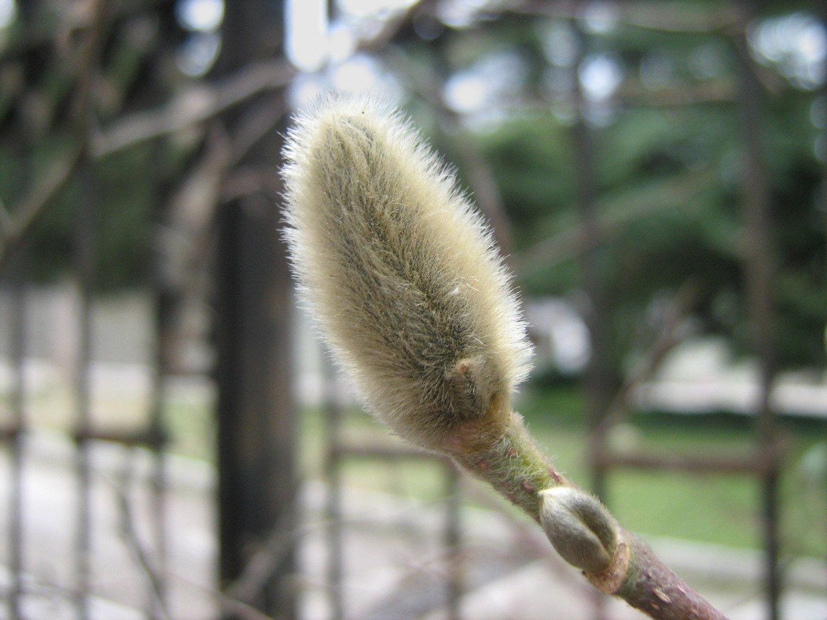 Image of Magnolia &times; loebneri specimen.