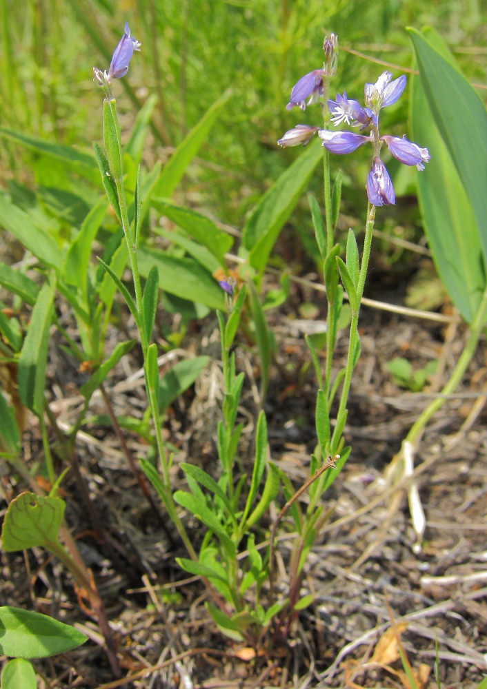 Image of Polygala comosa specimen.