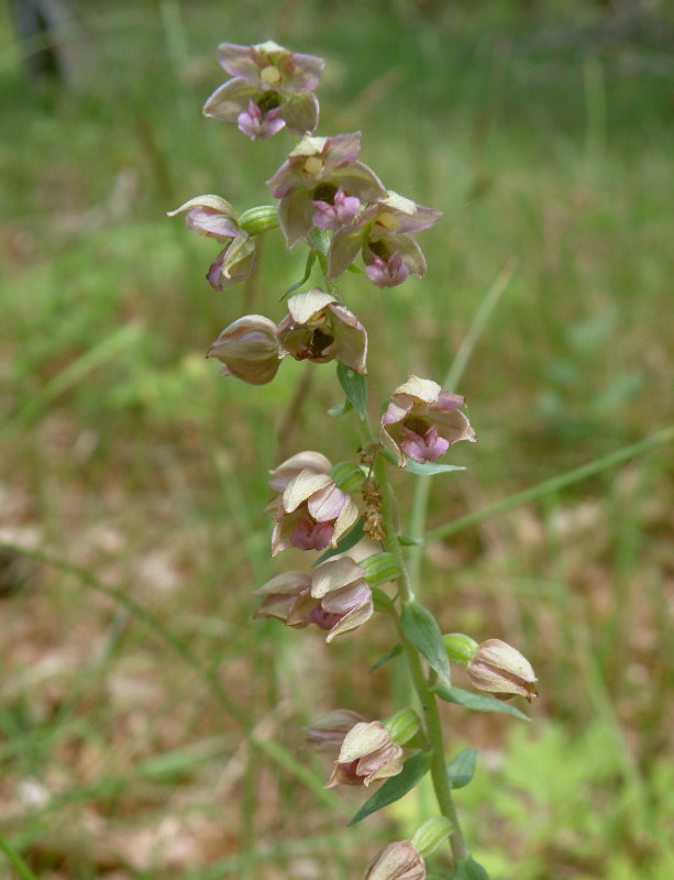 Изображение особи Epipactis helleborine.