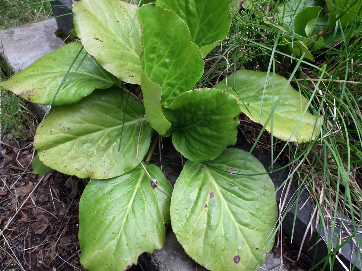 Изображение особи Bergenia crassifolia.