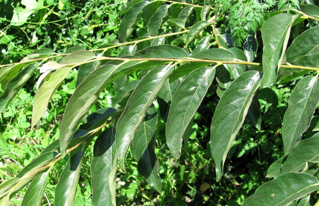 Image of Diospyros lotus specimen.