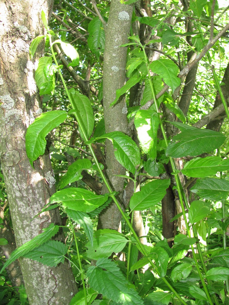 Image of Salix myrsinifolia specimen.