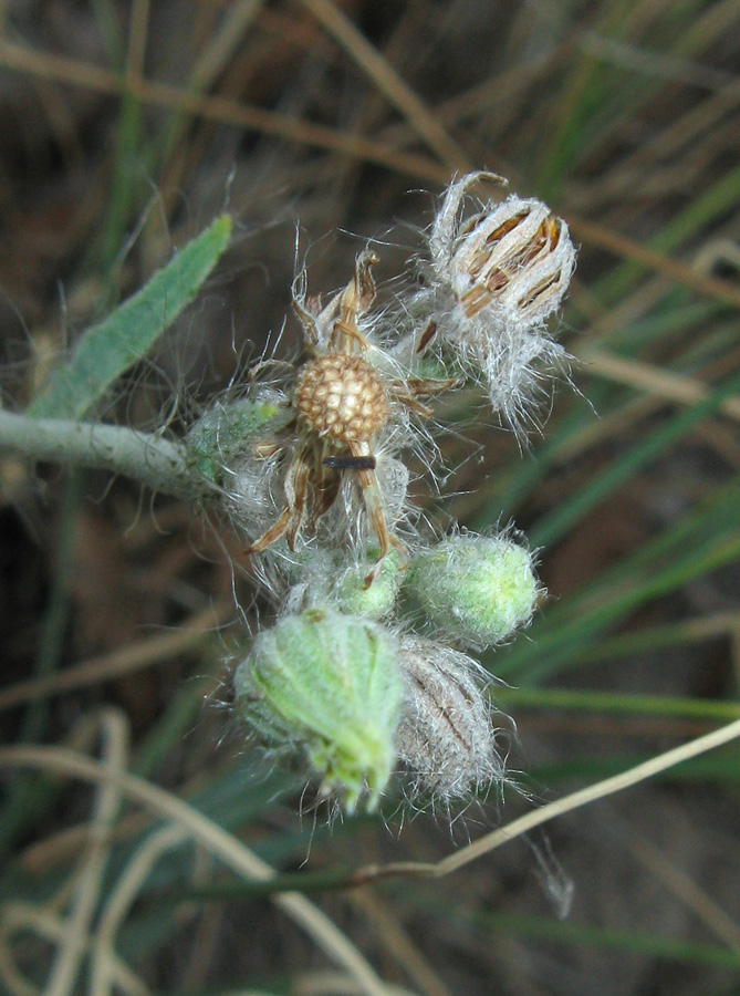 Image of genus Pilosella specimen.