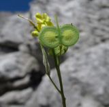 Image of taxon representative. Author is Надежда Замкова