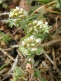 Alyssum turkestanicum variety desertorum. Верхушки стеблей с плодами и цветками. Крым, Севастополь. 11 апреля 2009 г.