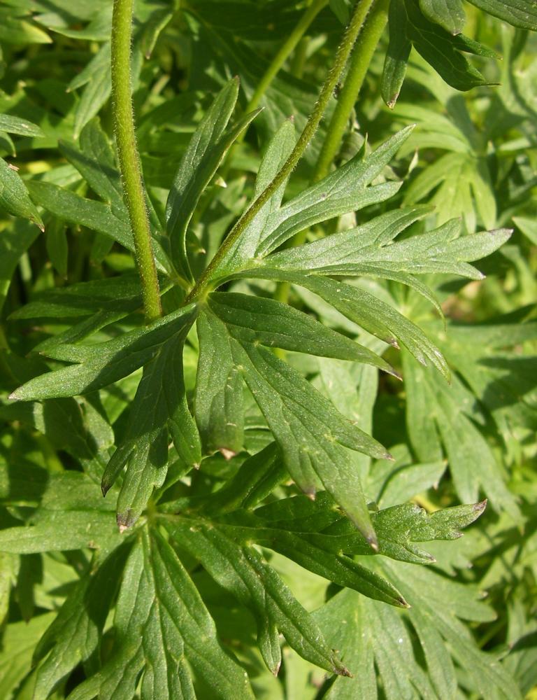 Изображение особи Aconitum nemorum.