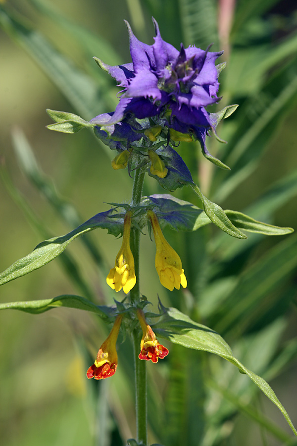 Image of Melampyrum nemorosum specimen.