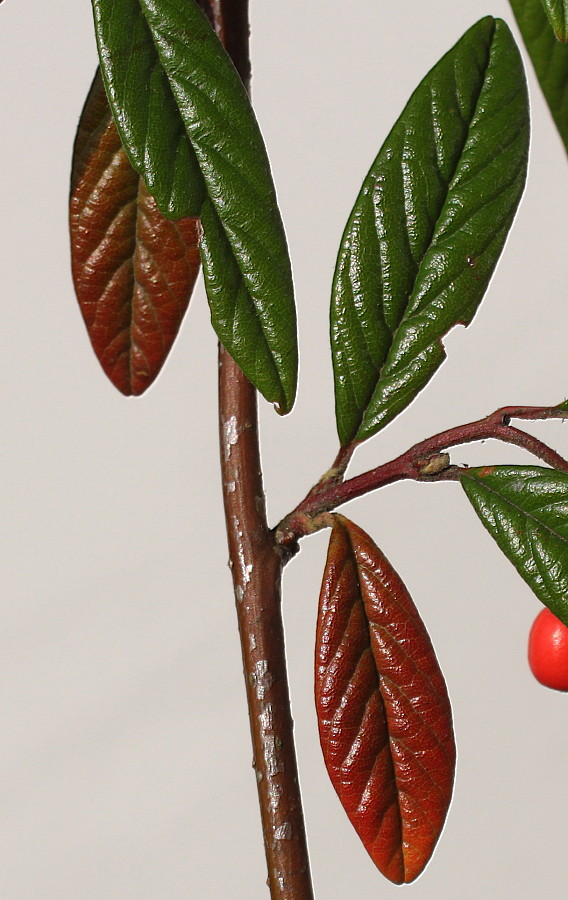 Image of Cotoneaster salicifolius specimen.