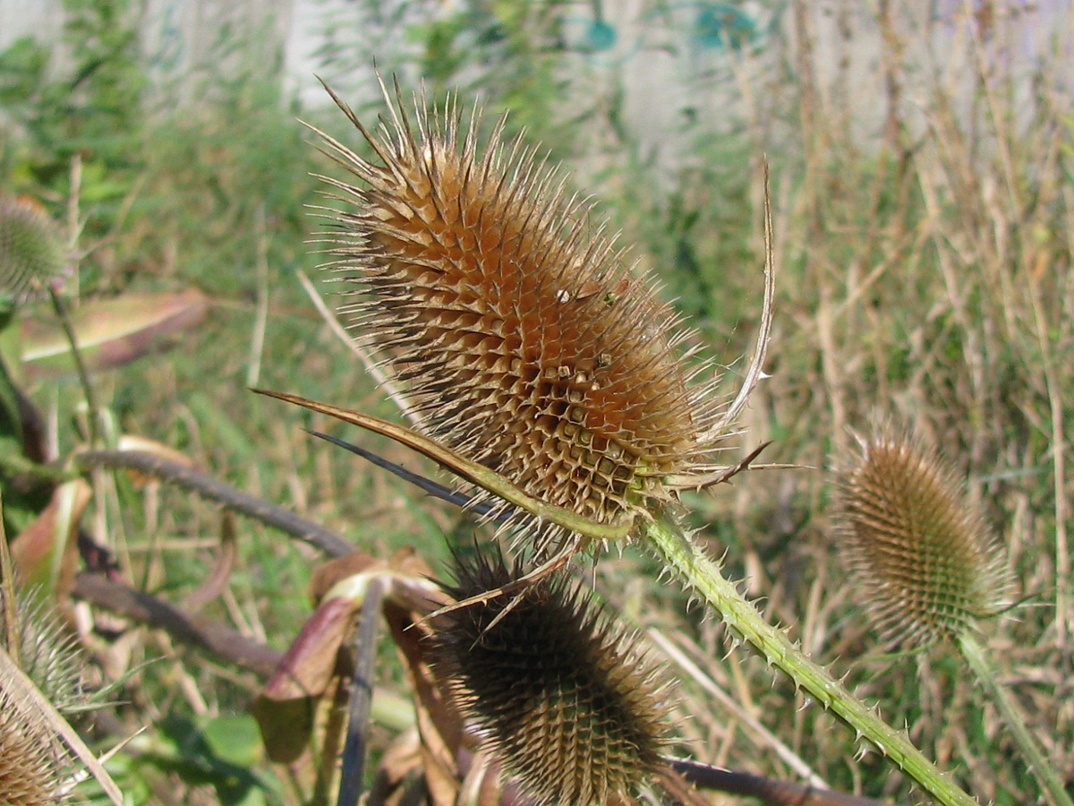 Image of Dipsacus fullonum specimen.