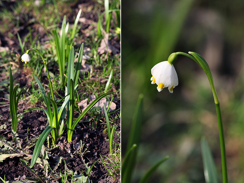 Image of Leucojum vernum specimen.