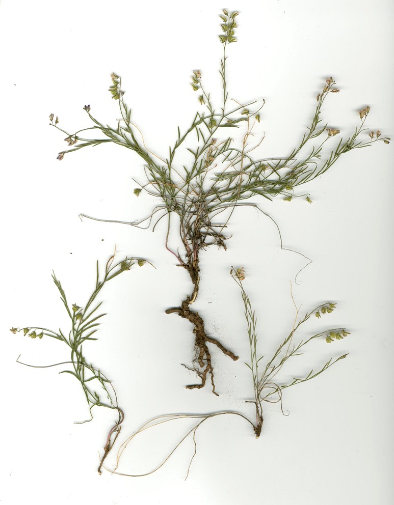 Image of Polygala tenuifolia specimen.