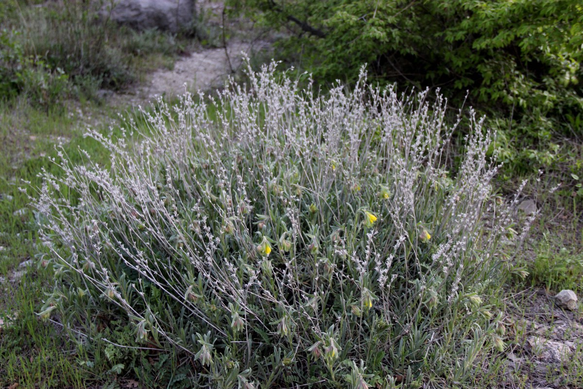 Изображение особи Onosma taurica.