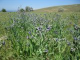 Cynoglossum creticum