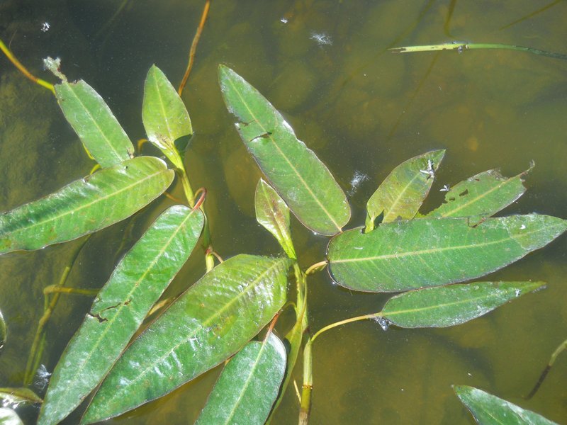 Image of Persicaria amphibia specimen.