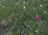 Onobrychis biebersteinii. Цветущее растение на альпийском лугу. Карачаево-Черкесия, Теберда, гора Лысая. 29.05.2013.