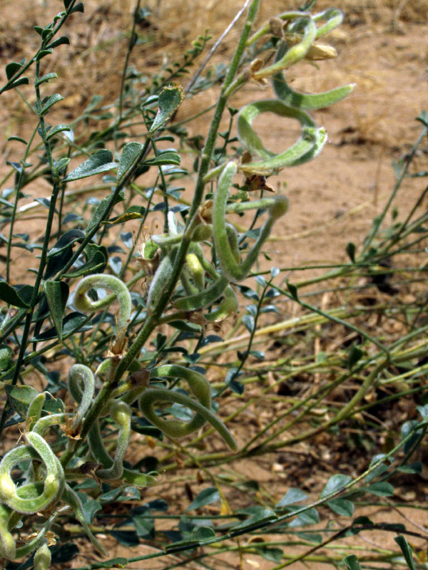 Изображение особи Ammothamnus lehmannii.