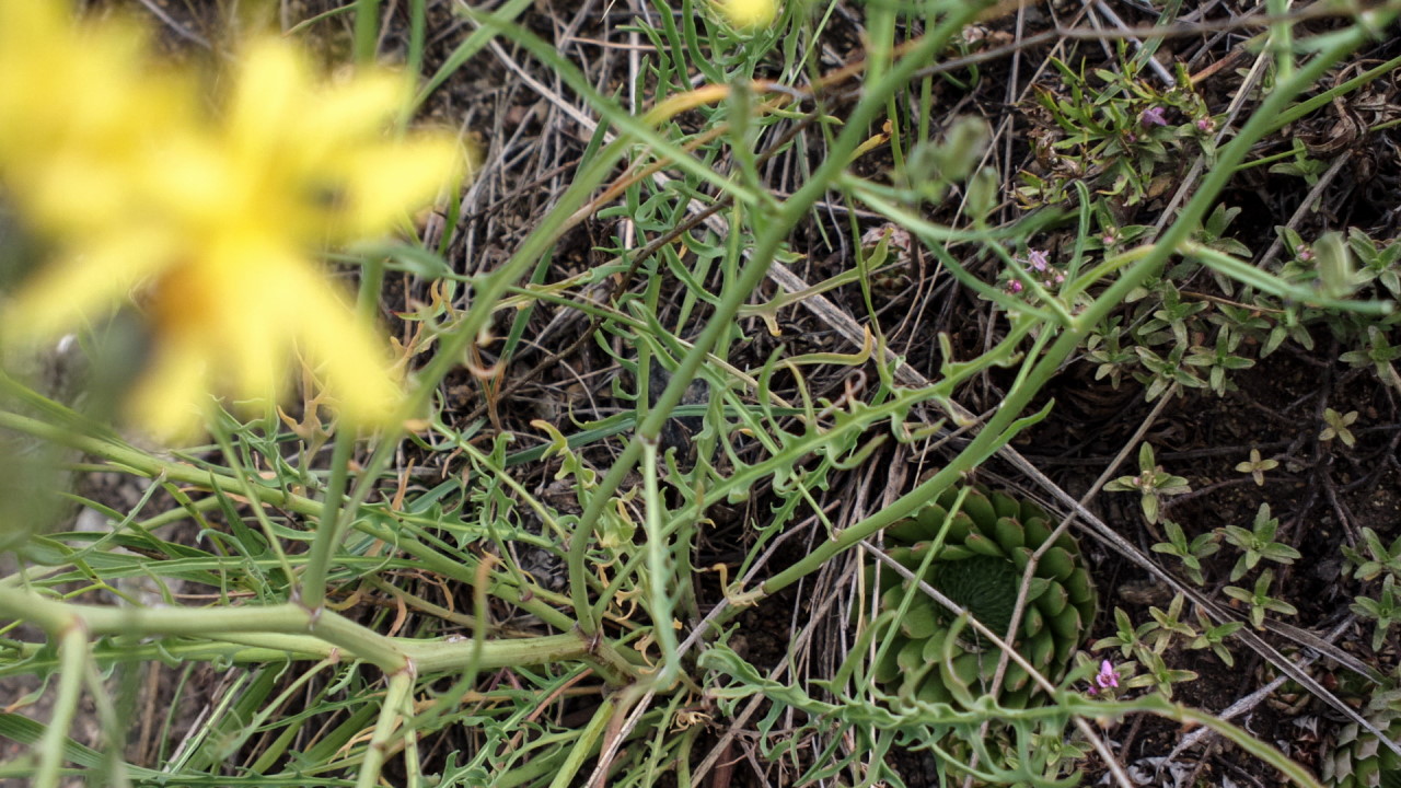 Image of Youngia tenuifolia specimen.