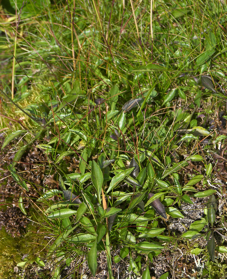 Image of Viola oreades specimen.