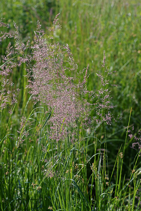 Image of Calamagrostis epigeios specimen.