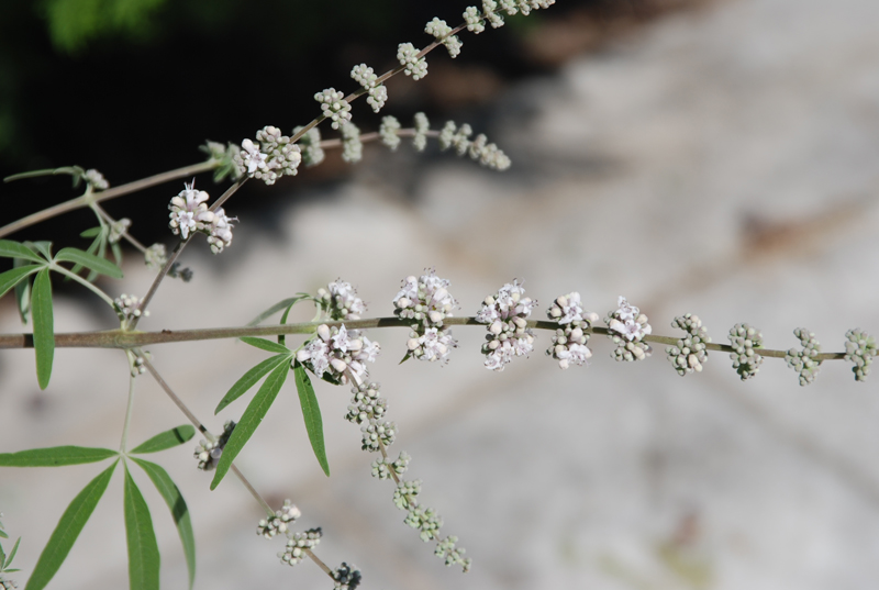 Image of Vitex agnus-castus specimen.