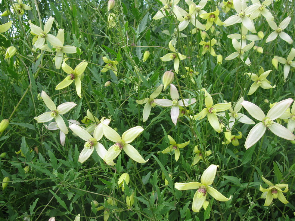 Image of Clematis orientalis specimen.